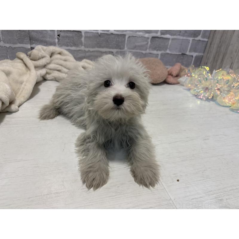 販売中の東京都のミックス犬-430434の10枚目