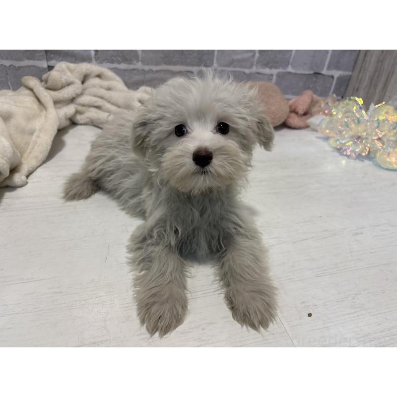 販売中の東京都のミックス犬-430434の9枚目