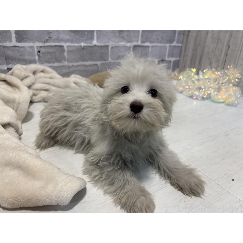 販売中の東京都のミックス犬-430434の7枚目