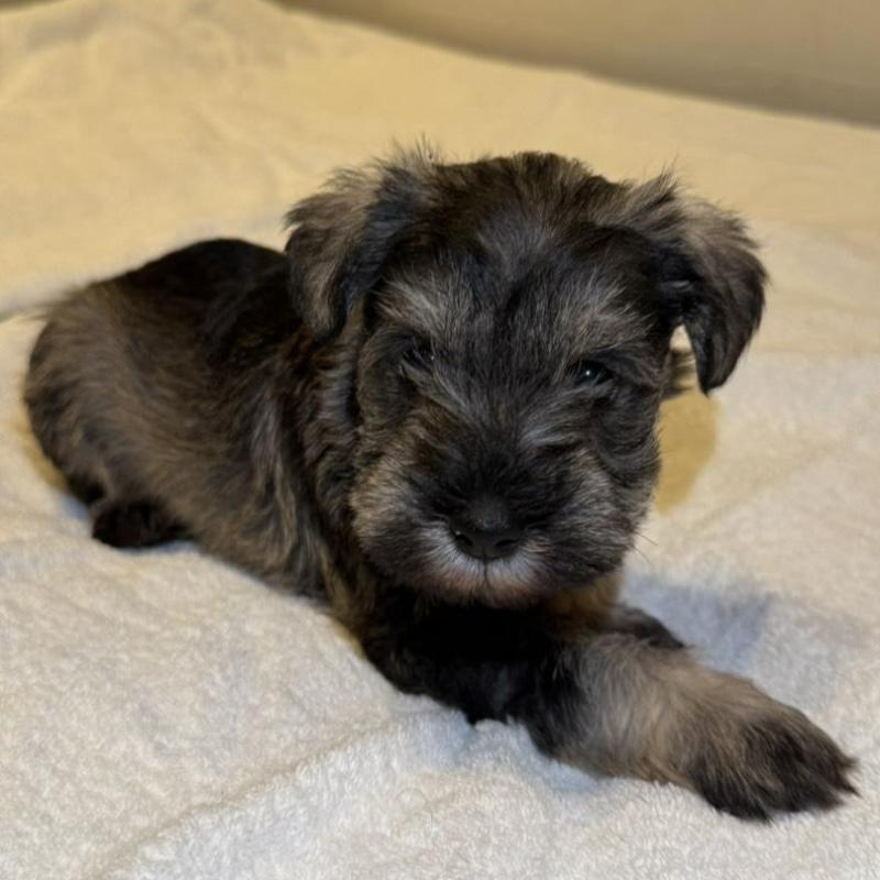 販売中の静岡県のミニチュアシュナウザー-440931の10枚目