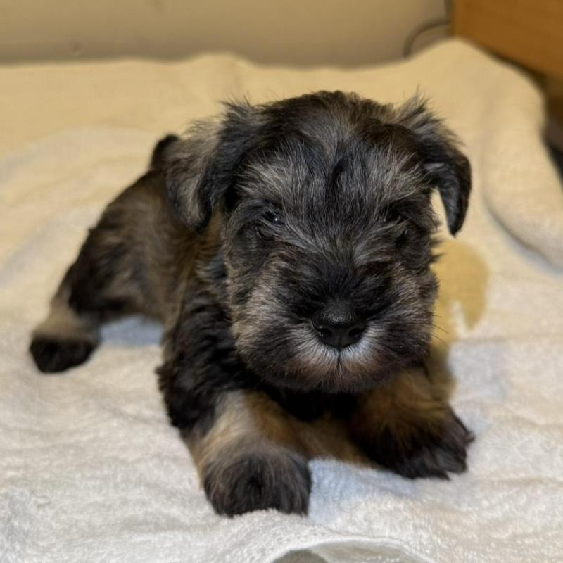 販売中の静岡県のミニチュアシュナウザー-440931の9枚目