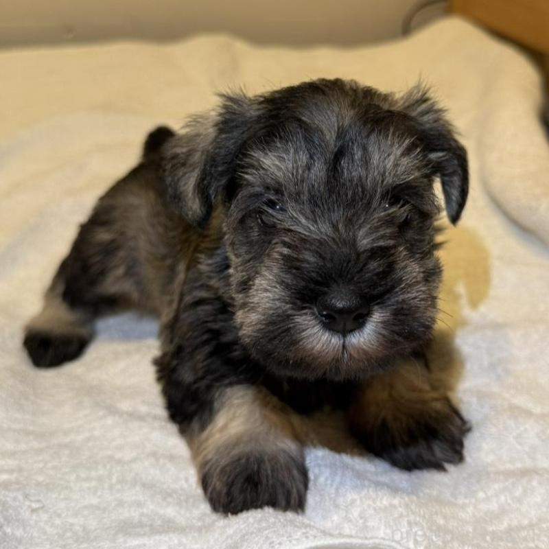 販売中の静岡県のミニチュアシュナウザー-440931の8枚目