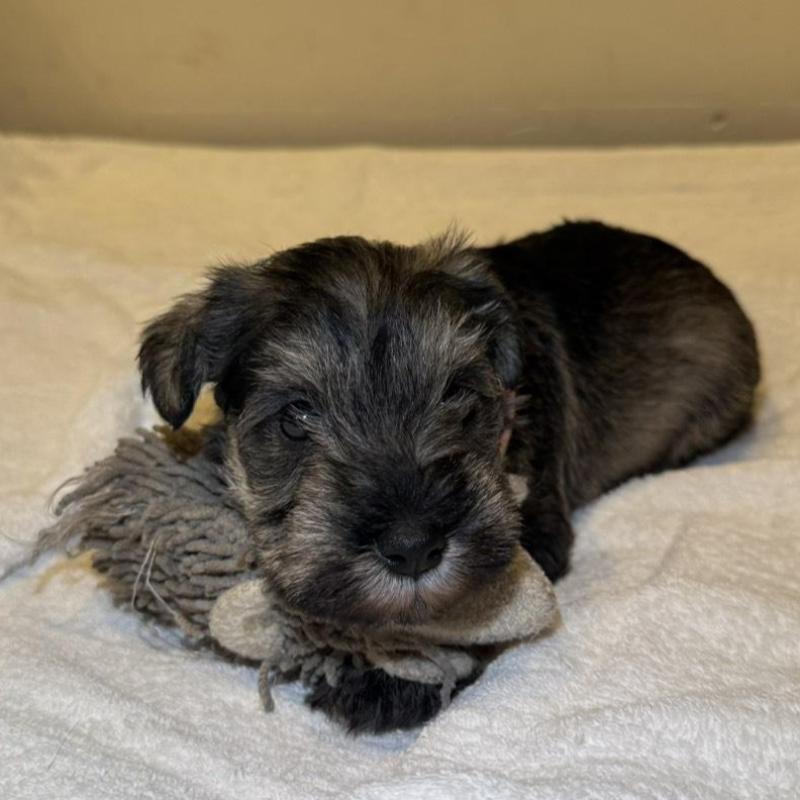 販売中の静岡県のミニチュアシュナウザー-440931の6枚目