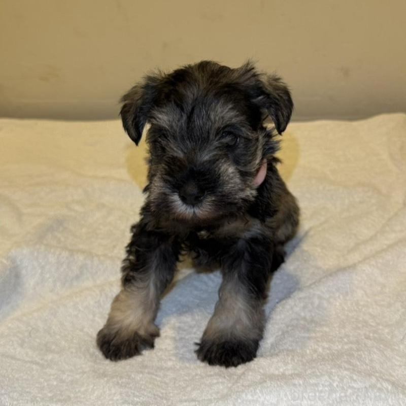 販売中の静岡県のミニチュアシュナウザー-440931の4枚目