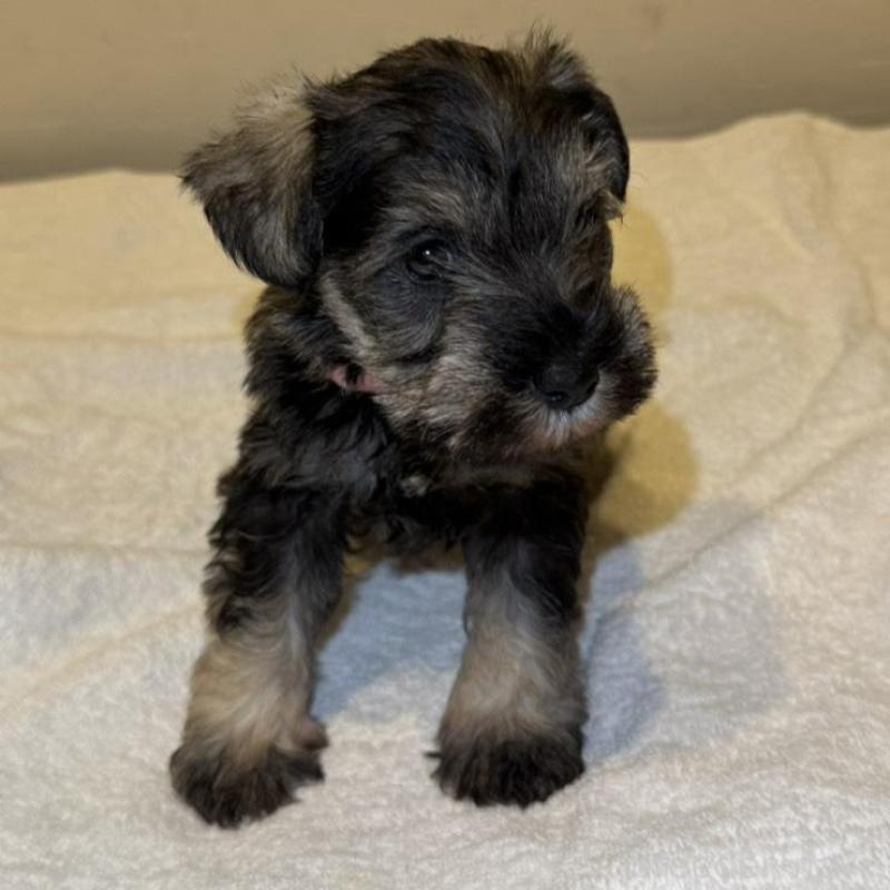 販売中の静岡県のミニチュアシュナウザー-440931の3枚目