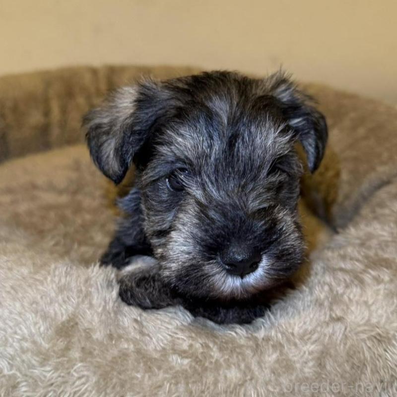 販売中の静岡県のミニチュアシュナウザー-440931の2枚目