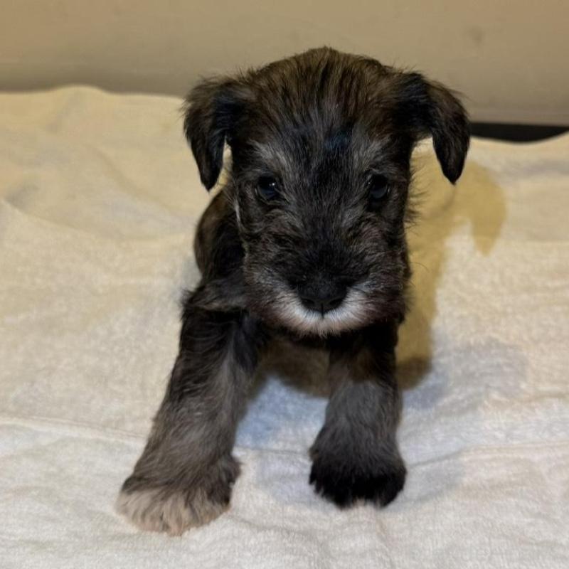 販売中の静岡県のミニチュアシュナウザー-440932の10枚目