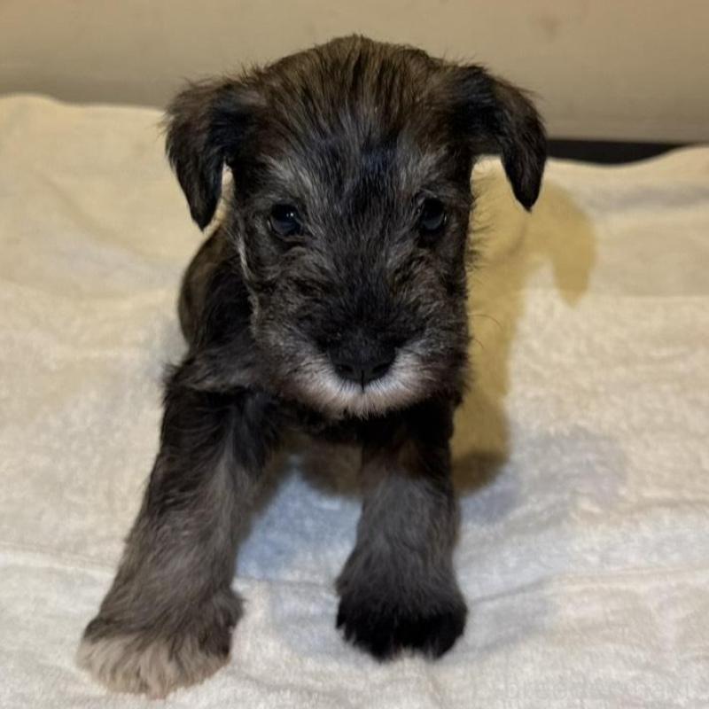 販売中の静岡県のミニチュアシュナウザー-440932の9枚目