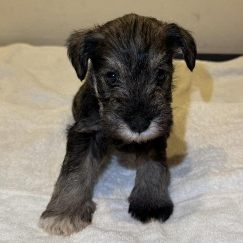 販売中の静岡県のミニチュアシュナウザー-440932の8枚目