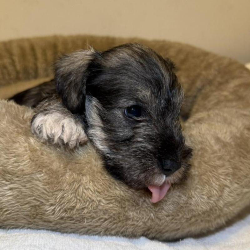 販売中の静岡県のミニチュアシュナウザー-440932の7枚目