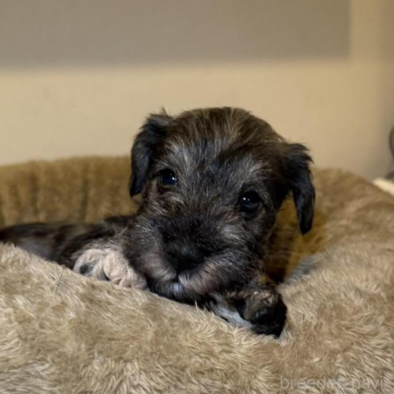 販売中の静岡県のミニチュアシュナウザー-440932の6枚目