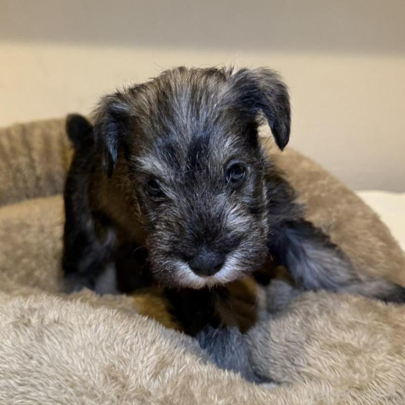 販売中の静岡県のミニチュアシュナウザー-440932の5枚目