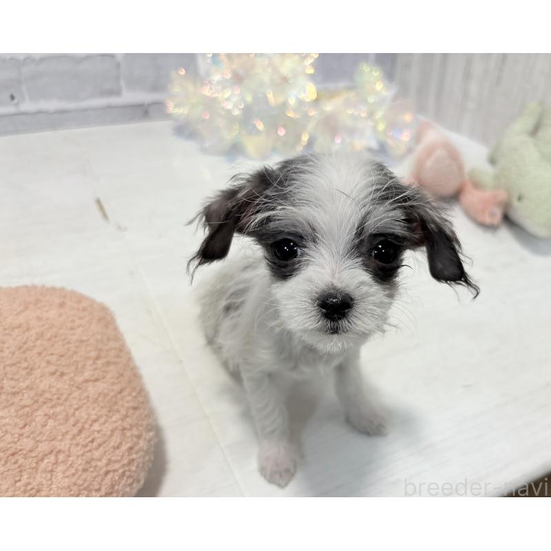 販売中の東京都のミックス犬-429793の9枚目