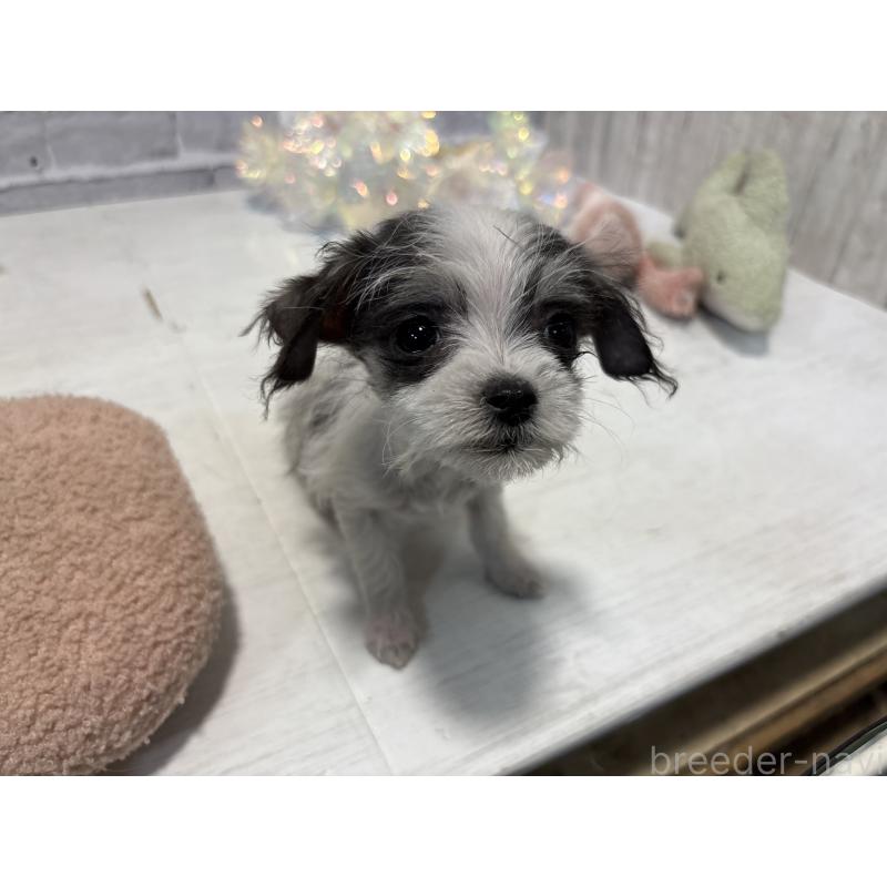 販売中の東京都のミックス犬-429793の8枚目