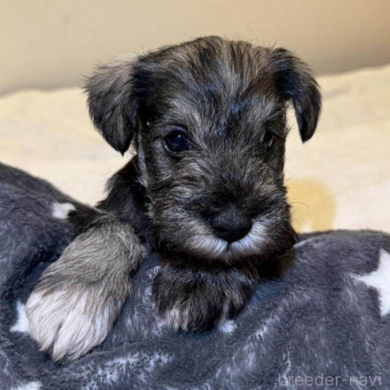 販売中の静岡県のミニチュアシュナウザー-440932の4枚目