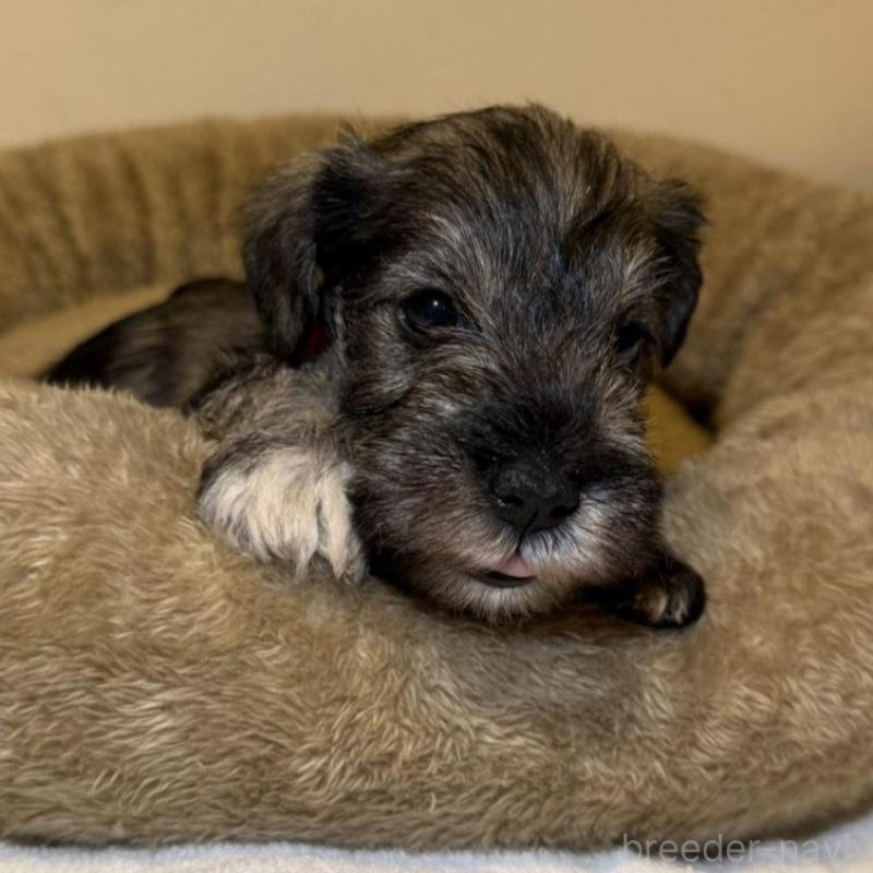 販売中の静岡県のミニチュアシュナウザー-440932の3枚目