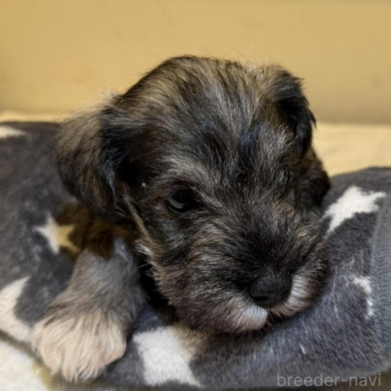 販売中の静岡県のミニチュアシュナウザー-440932の2枚目