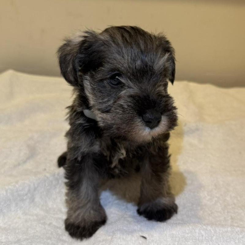 販売中の静岡県のミニチュアシュナウザー-440933の11枚目