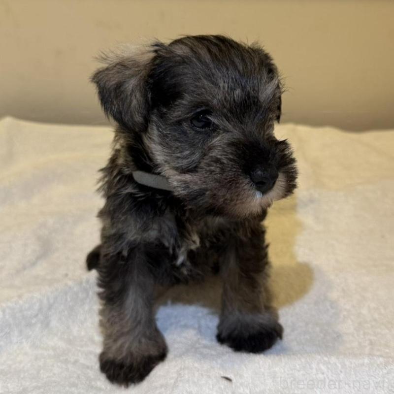 販売中の静岡県のミニチュアシュナウザー-440933の10枚目