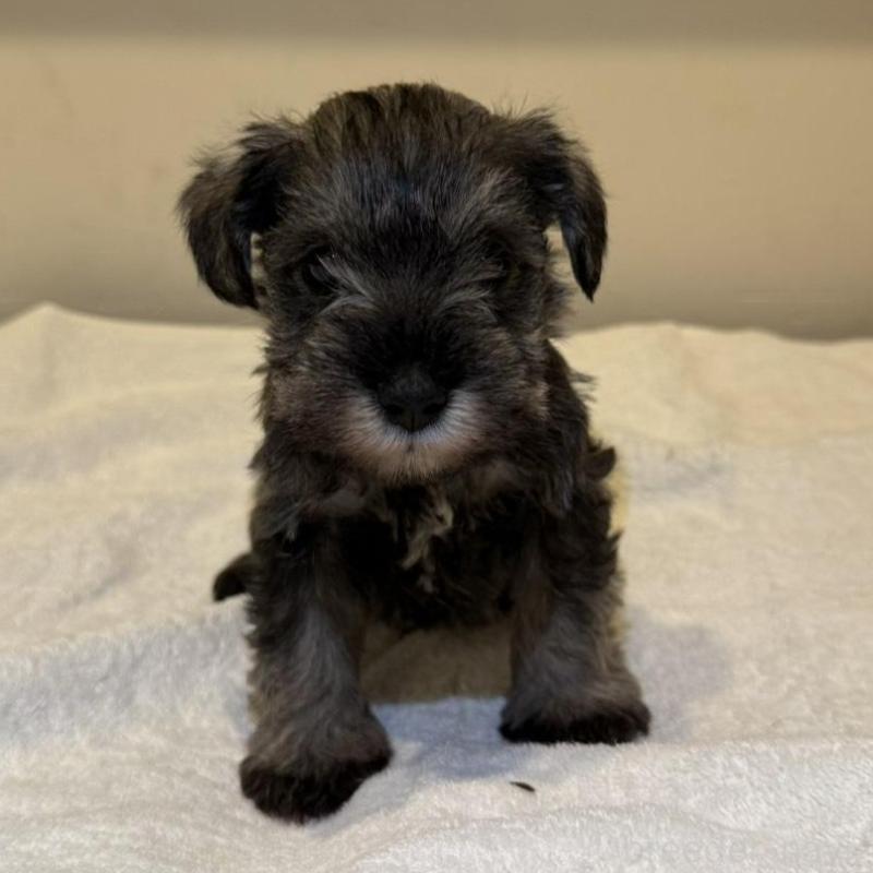 販売中の静岡県のミニチュアシュナウザー-440933の9枚目