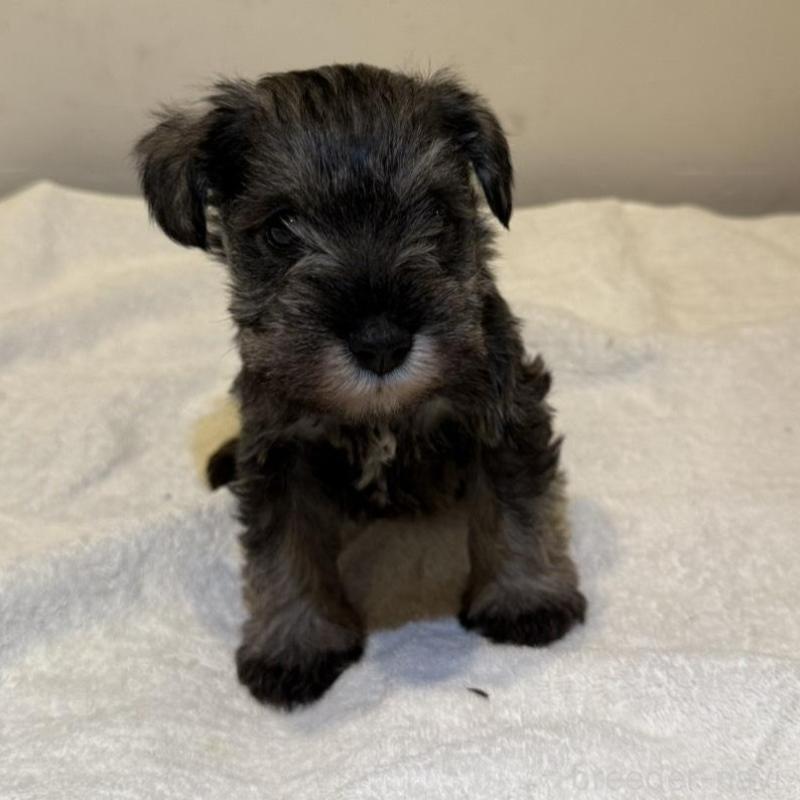 販売中の静岡県のミニチュアシュナウザー-440933の8枚目