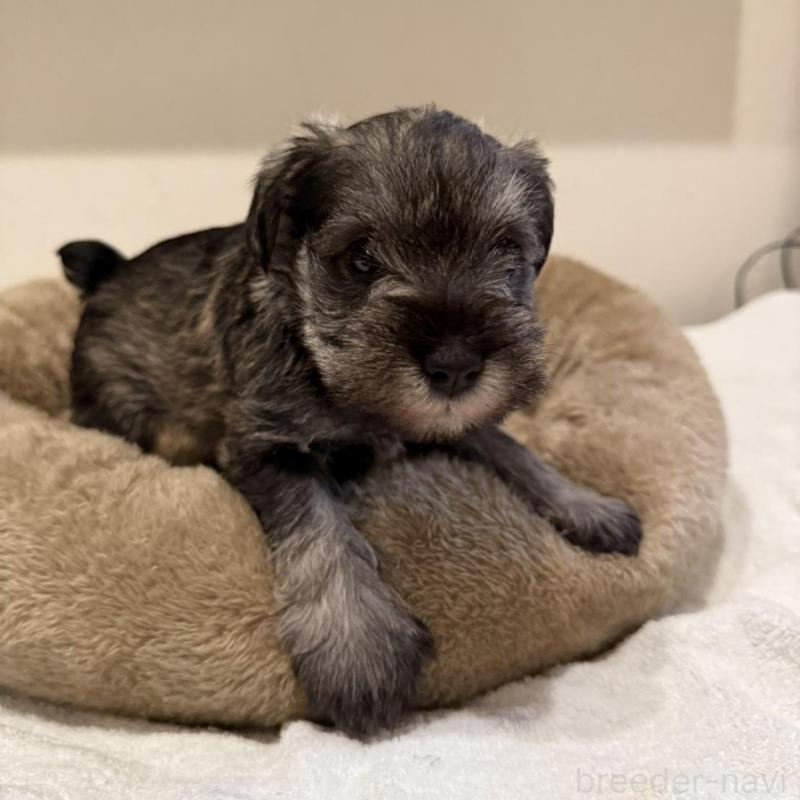 販売中の静岡県のミニチュアシュナウザー-440933の1枚目