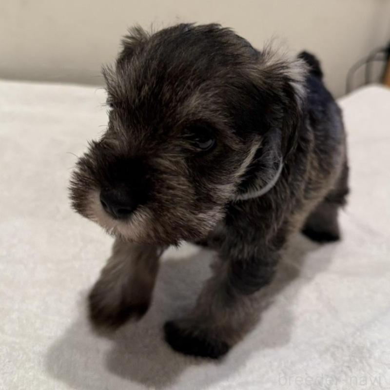 販売中の静岡県のミニチュアシュナウザー-440933の4枚目