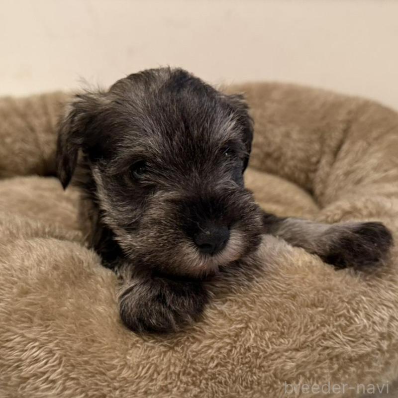 販売中の静岡県のミニチュアシュナウザー-440933の3枚目