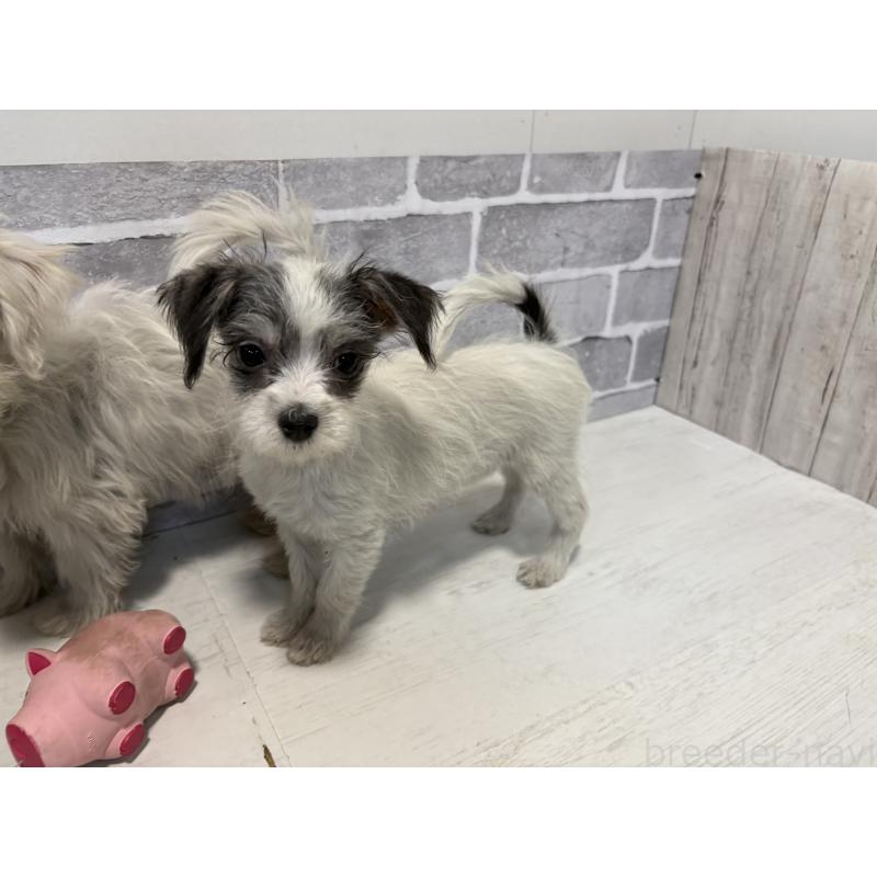 販売中の東京都のミックス犬-429791の8枚目