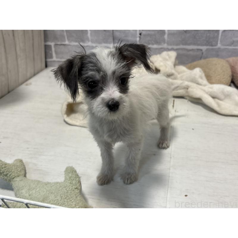 販売中の東京都のミックス犬-429791の7枚目