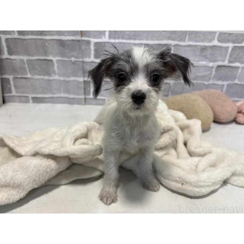 販売中の東京都のミックス犬-429791の6枚目