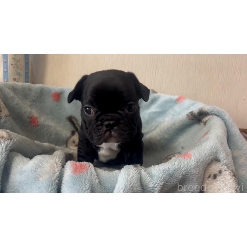 販売中の岡山県のフレンチブルドッグ-431018の5枚目