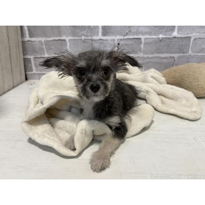 販売中の東京都のミックス犬-430422の15枚目