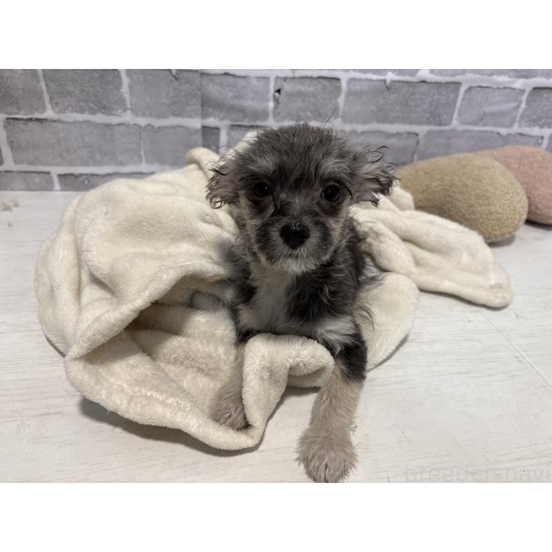 販売中の東京都のミックス犬-430422の14枚目