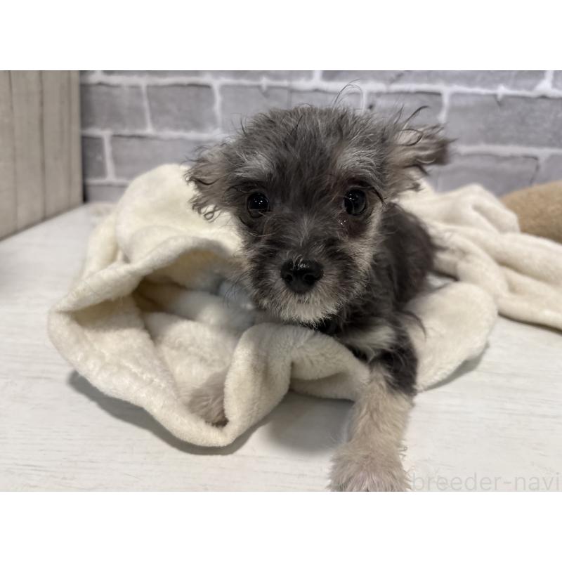 販売中の東京都のミックス犬-430422の13枚目