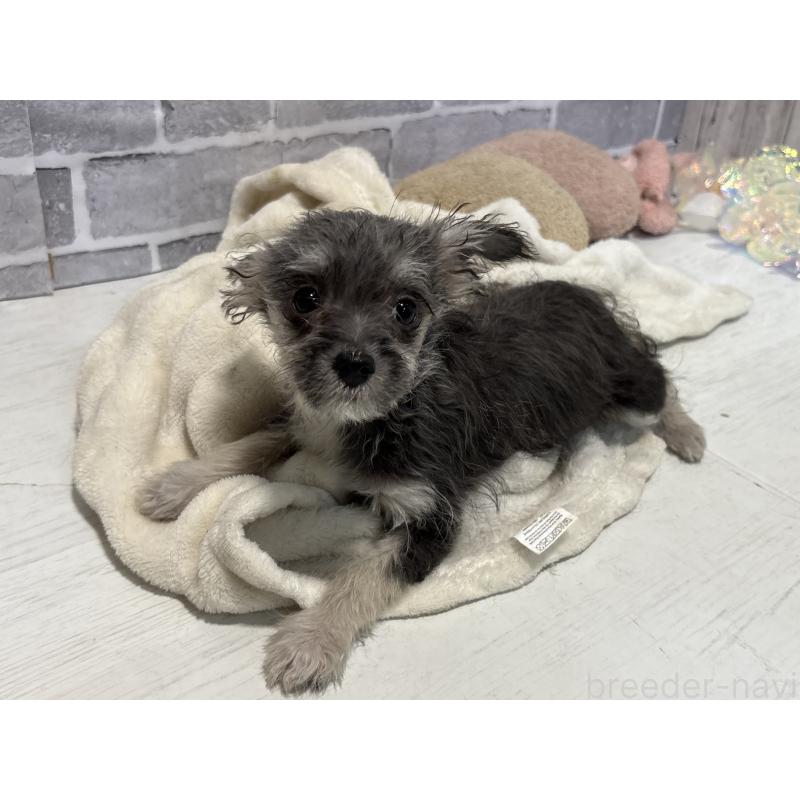 販売中の東京都のミックス犬-430422の12枚目