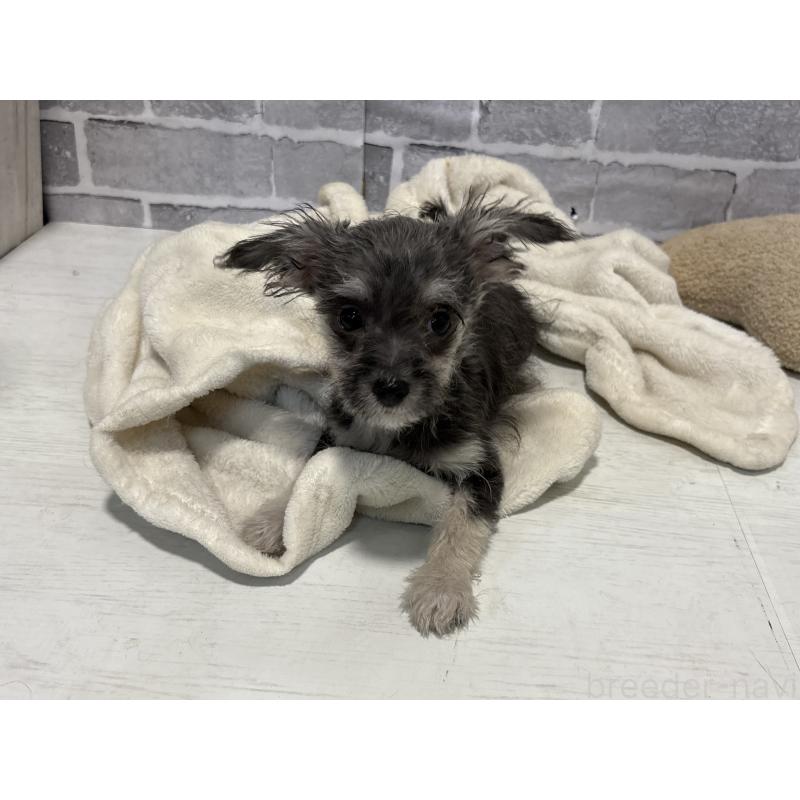 販売中の東京都のミックス犬-430422の11枚目