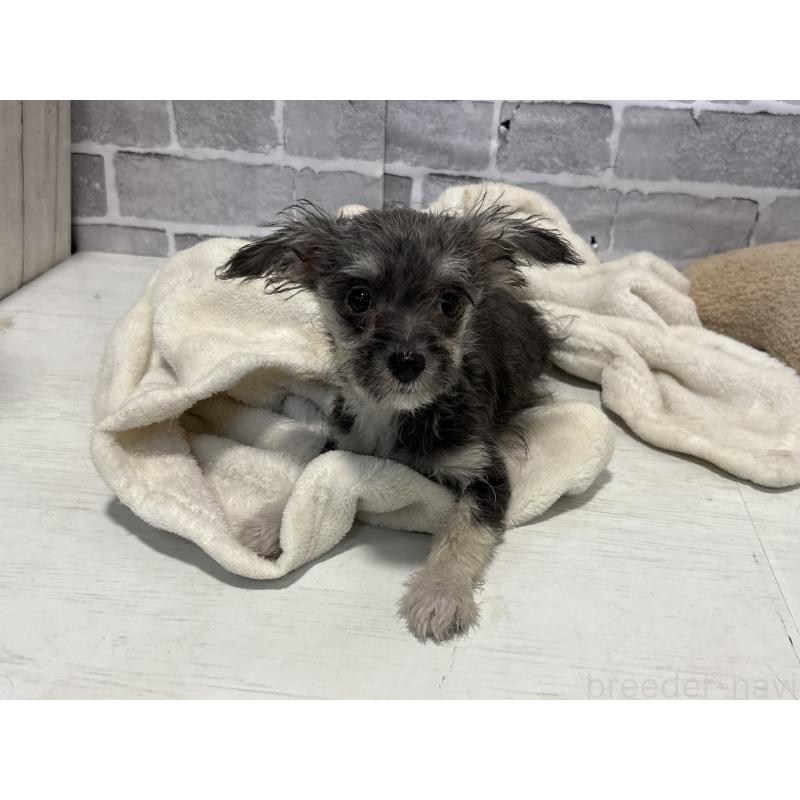 販売中の東京都のミックス犬-430422の10枚目