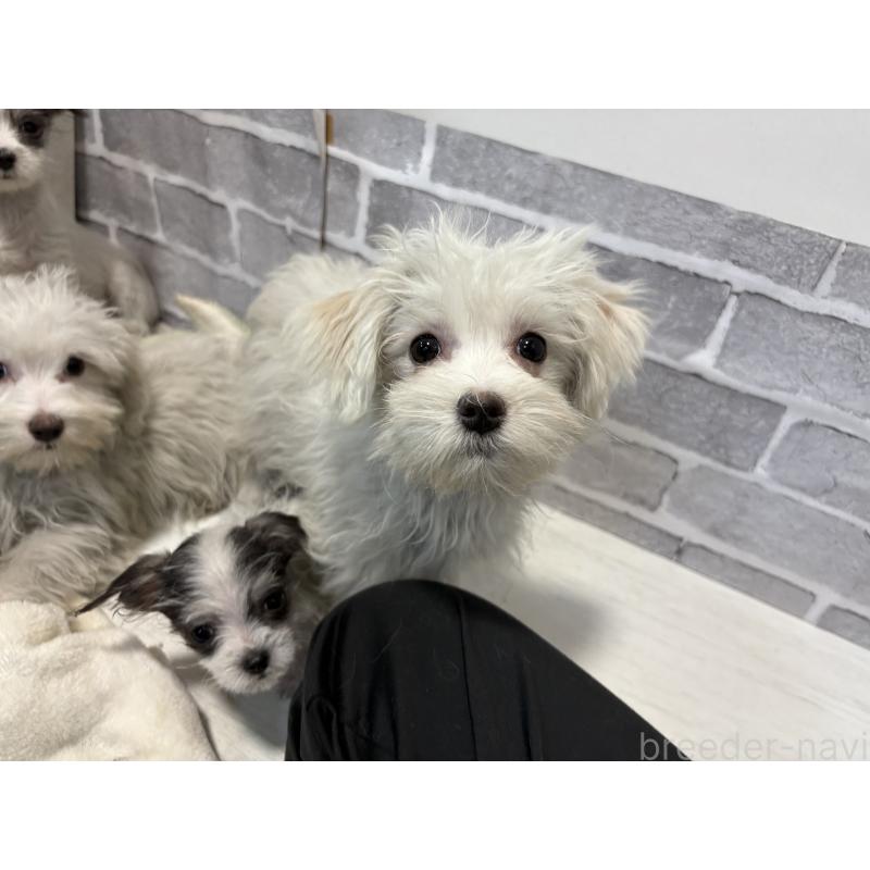 販売中の東京都のミックス犬-430428の12枚目