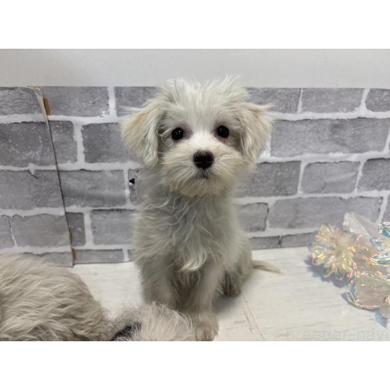 販売中の東京都のミックス犬-430428の11枚目