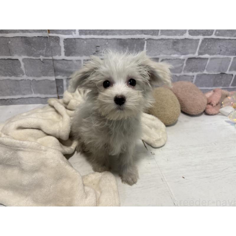 販売中の東京都のミックス犬-430428の10枚目