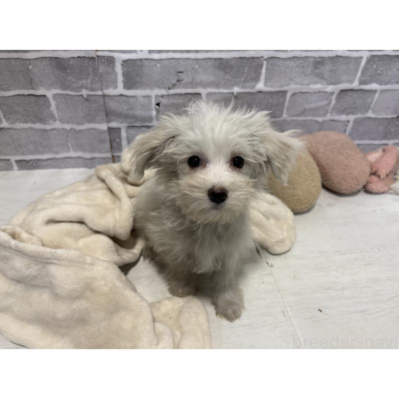 販売中の東京都のミックス犬-430428の9枚目