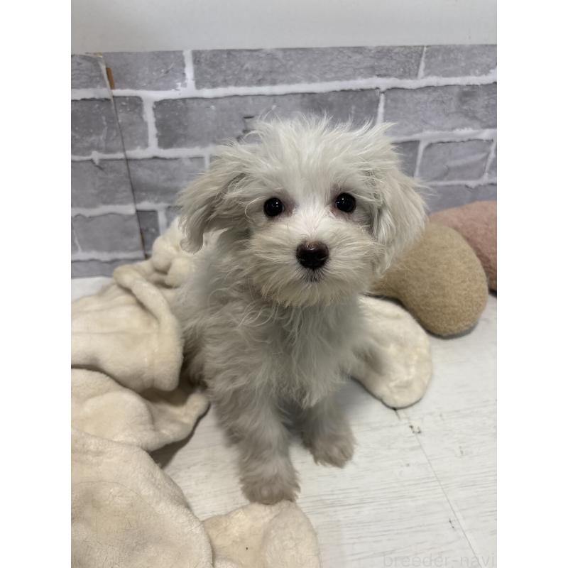 販売中の東京都のミックス犬-430428の8枚目