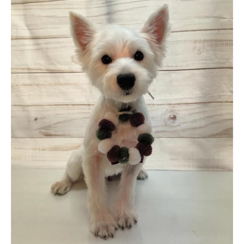 ウッピーちゃん1枚目