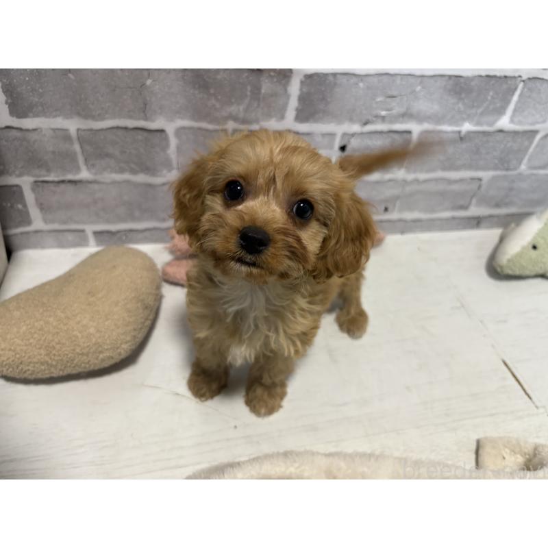 販売中の東京都のキャバプー:キャバリア×トイプードル-434090の8枚目