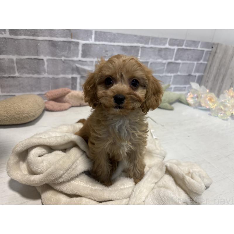 販売中の東京都のキャバプー:キャバリア×トイプードル-434090の5枚目