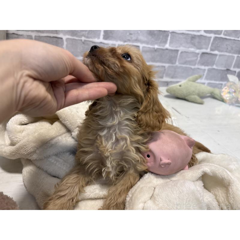 販売中の東京都のキャバプー:キャバリア×トイプードル-434090の4枚目