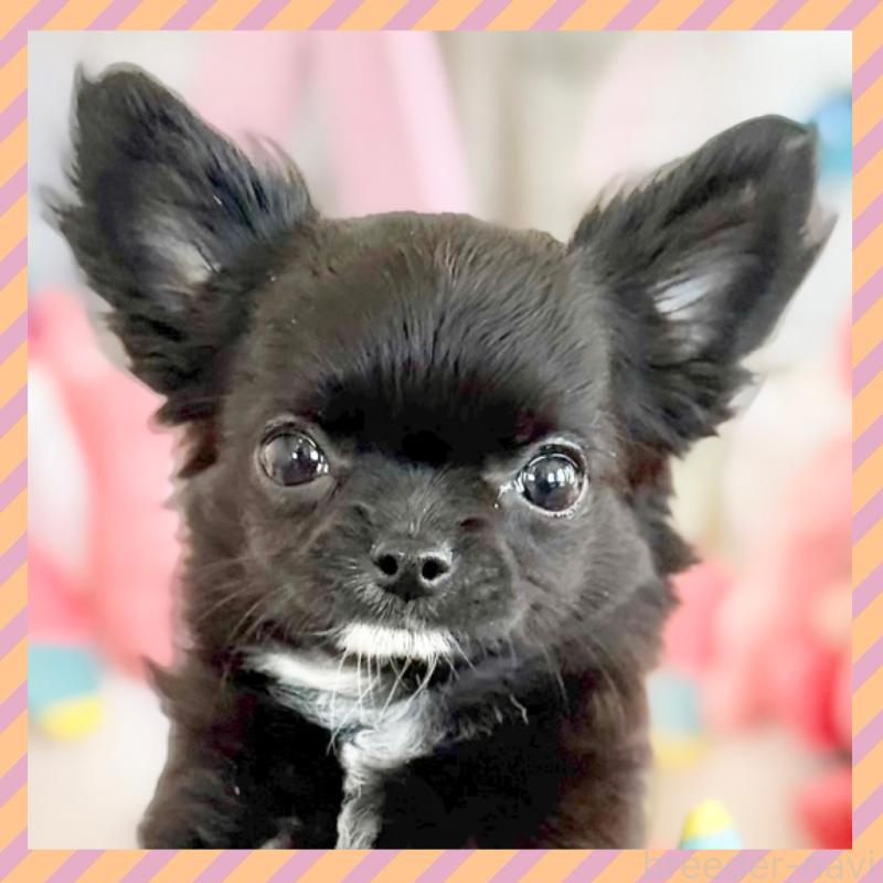 販売中の群馬県のチワワ(ロングコート)-433242