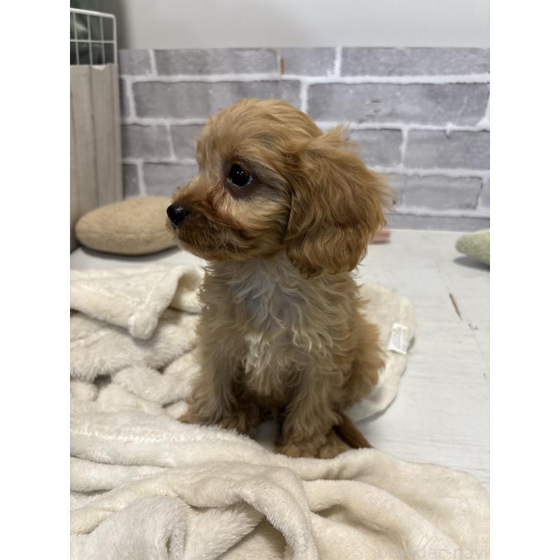 販売中の東京都のキャバプー:キャバリア×トイプードル-434090の3枚目