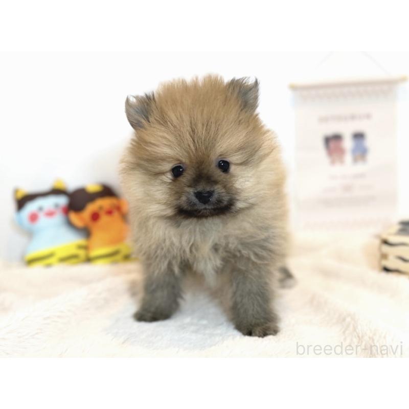 販売中の山口県のポメラニアン-436469の3枚目